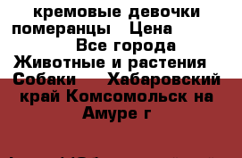 кремовые девочки померанцы › Цена ­ 30 000 - Все города Животные и растения » Собаки   . Хабаровский край,Комсомольск-на-Амуре г.
